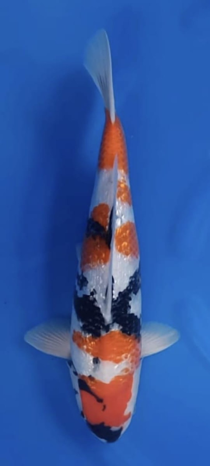 Juara 2