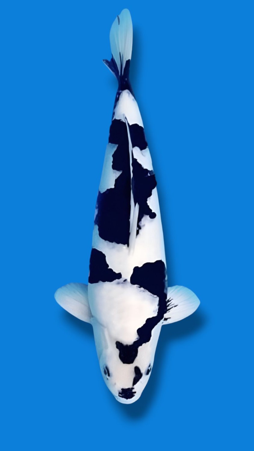 B. Melati Prize 61 - 65 cm