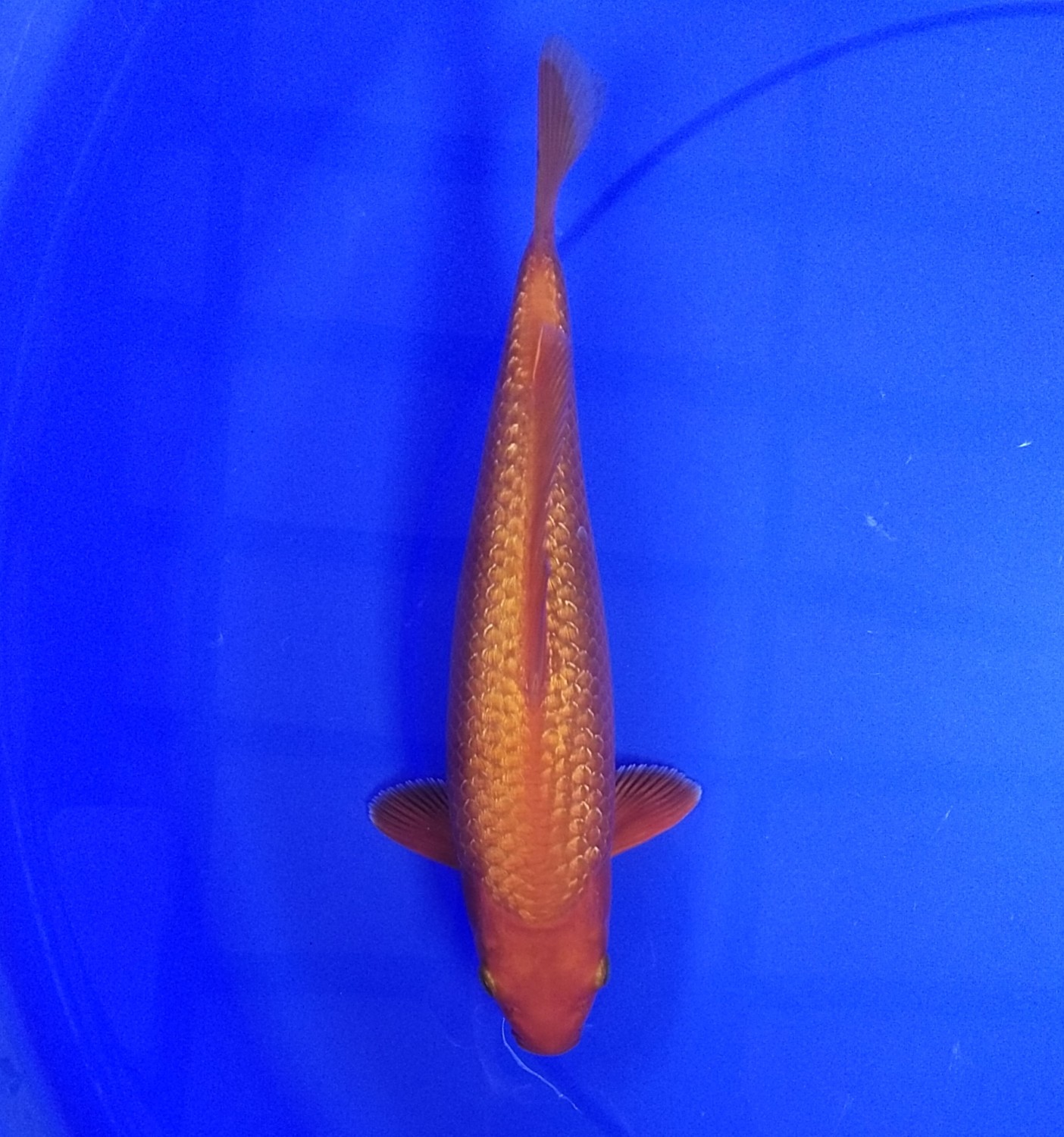 Juara 1