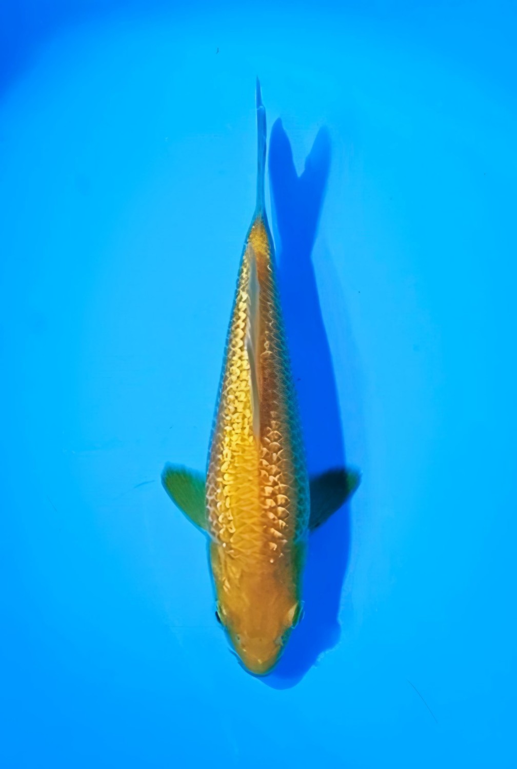 Juara 5