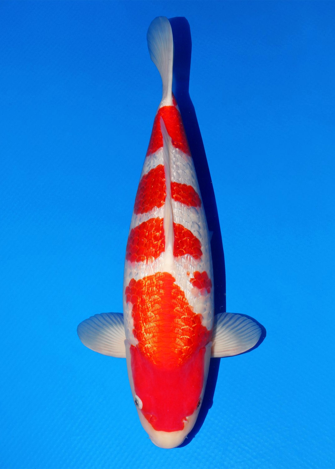 Best In Size B, 51 - 55 cm