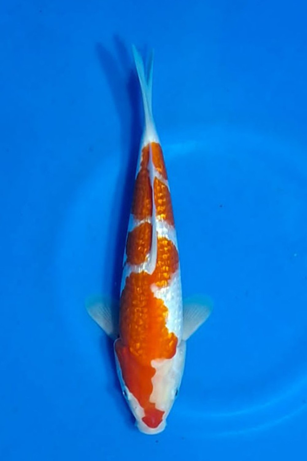 Juara 1