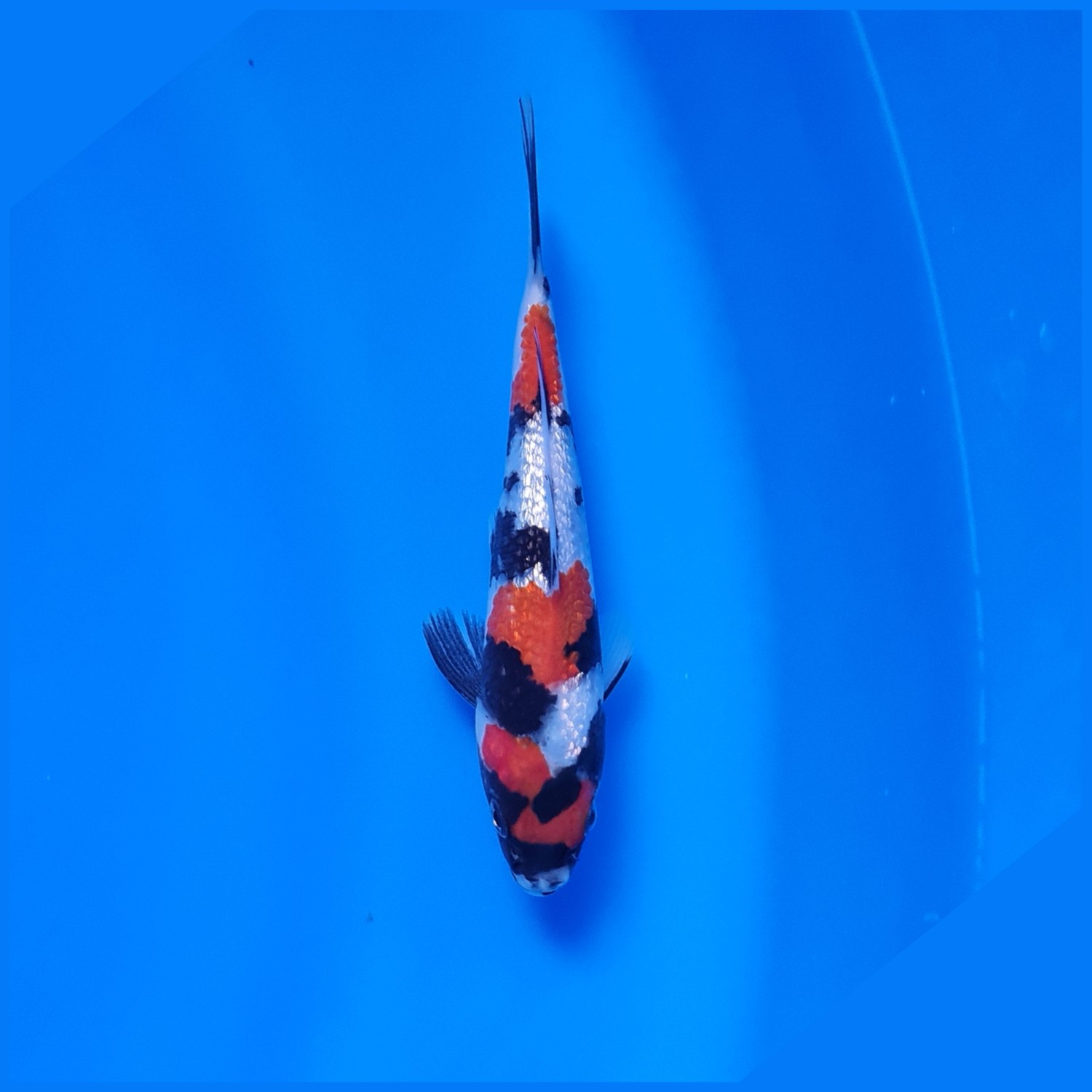 Mini Champion B
