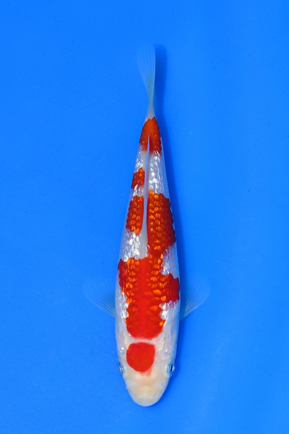 Juara 2
