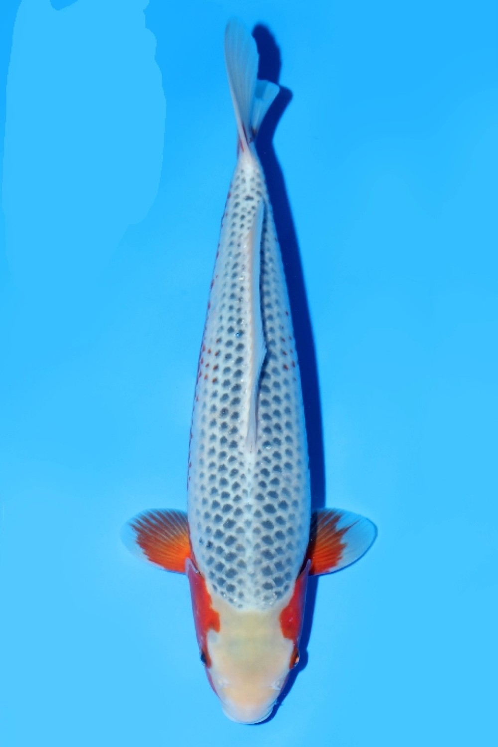 Juara 1