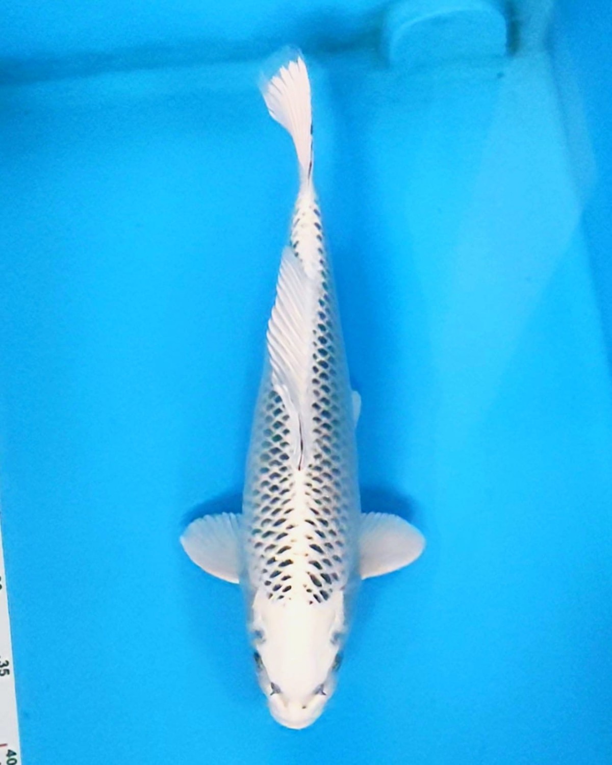 Juara 2