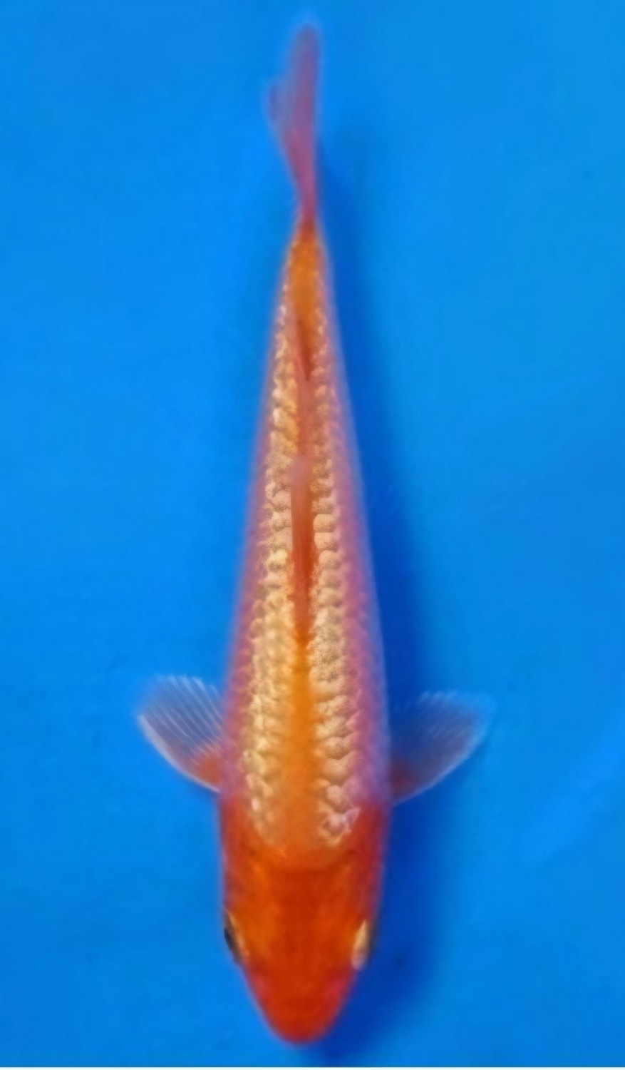 Juara 1