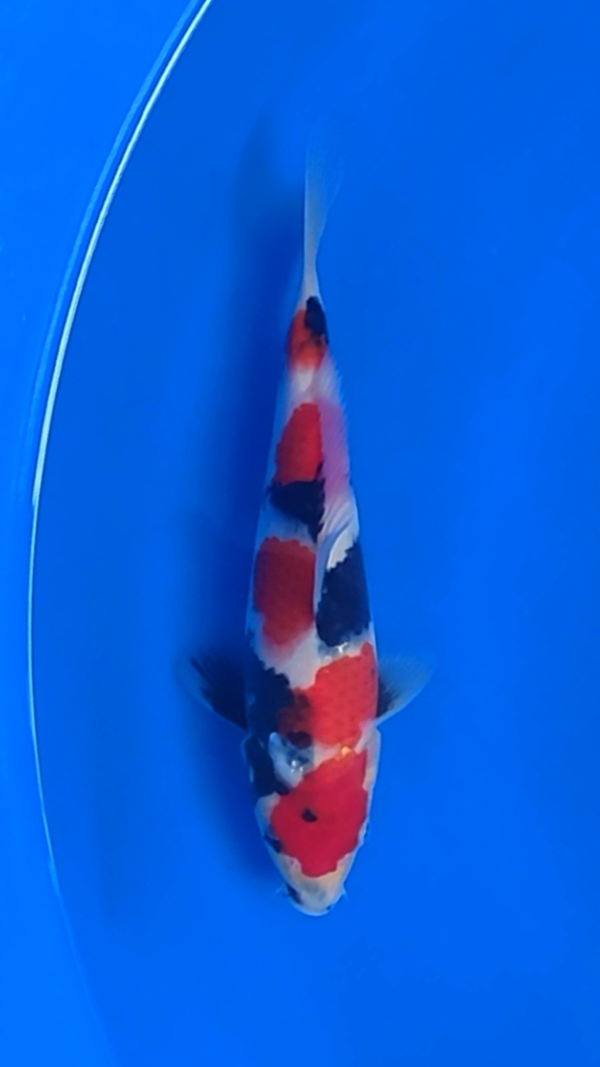 Juara 1