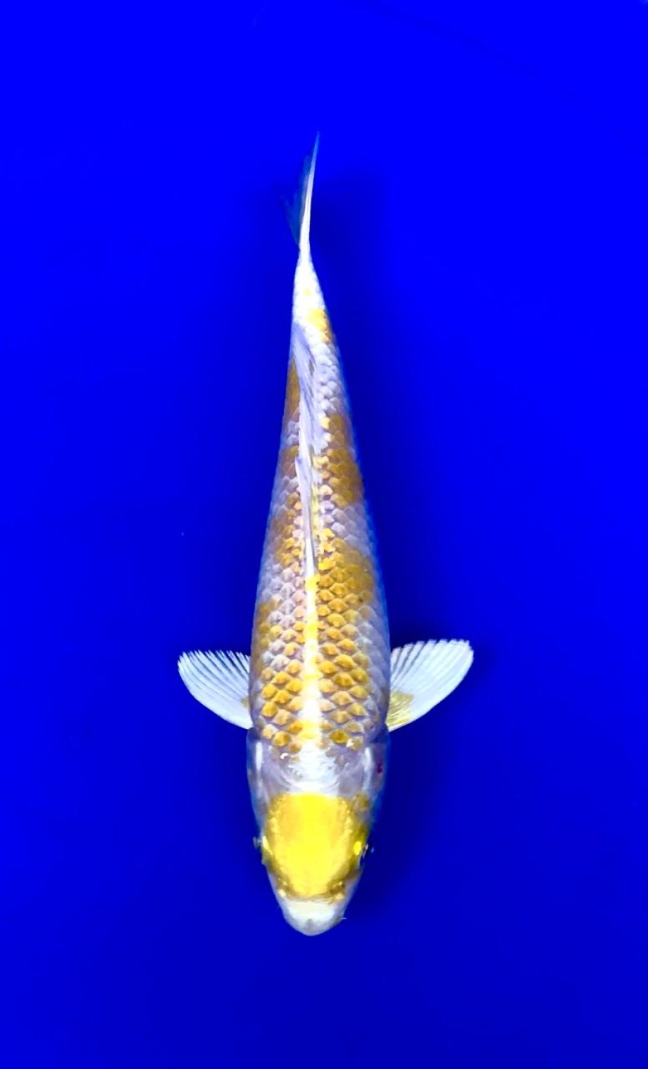 Juara 1