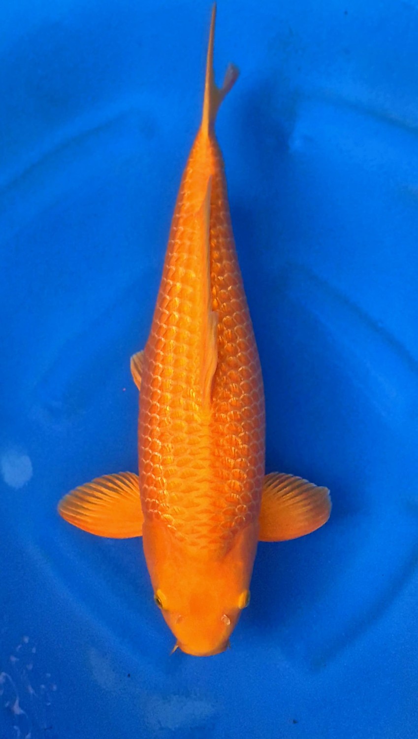 Best In Size E, 46 - 50 cm