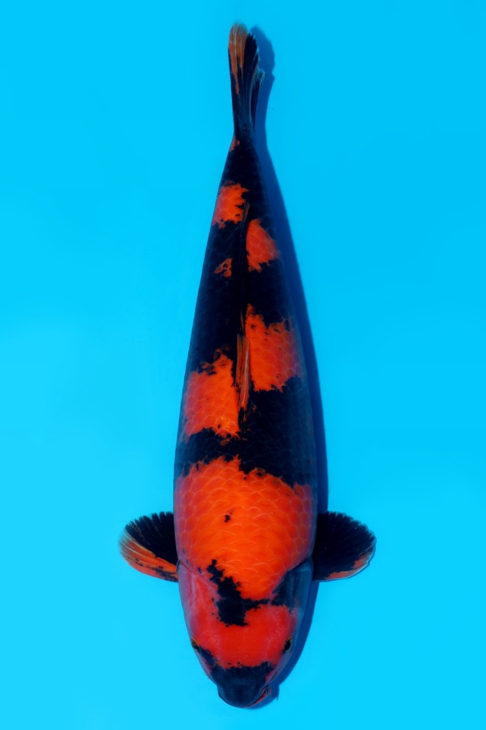 Best In Size D, 51 - 55 cm