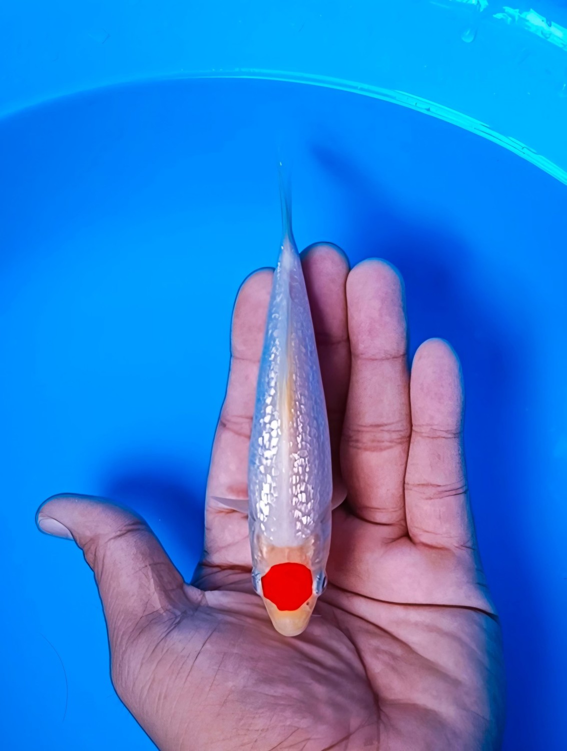 Juara 5