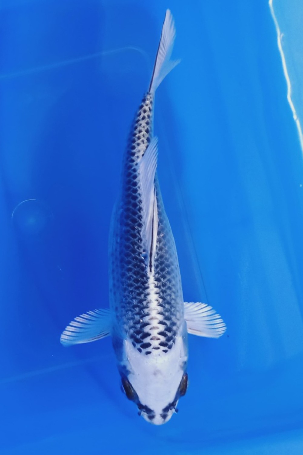Juara 5