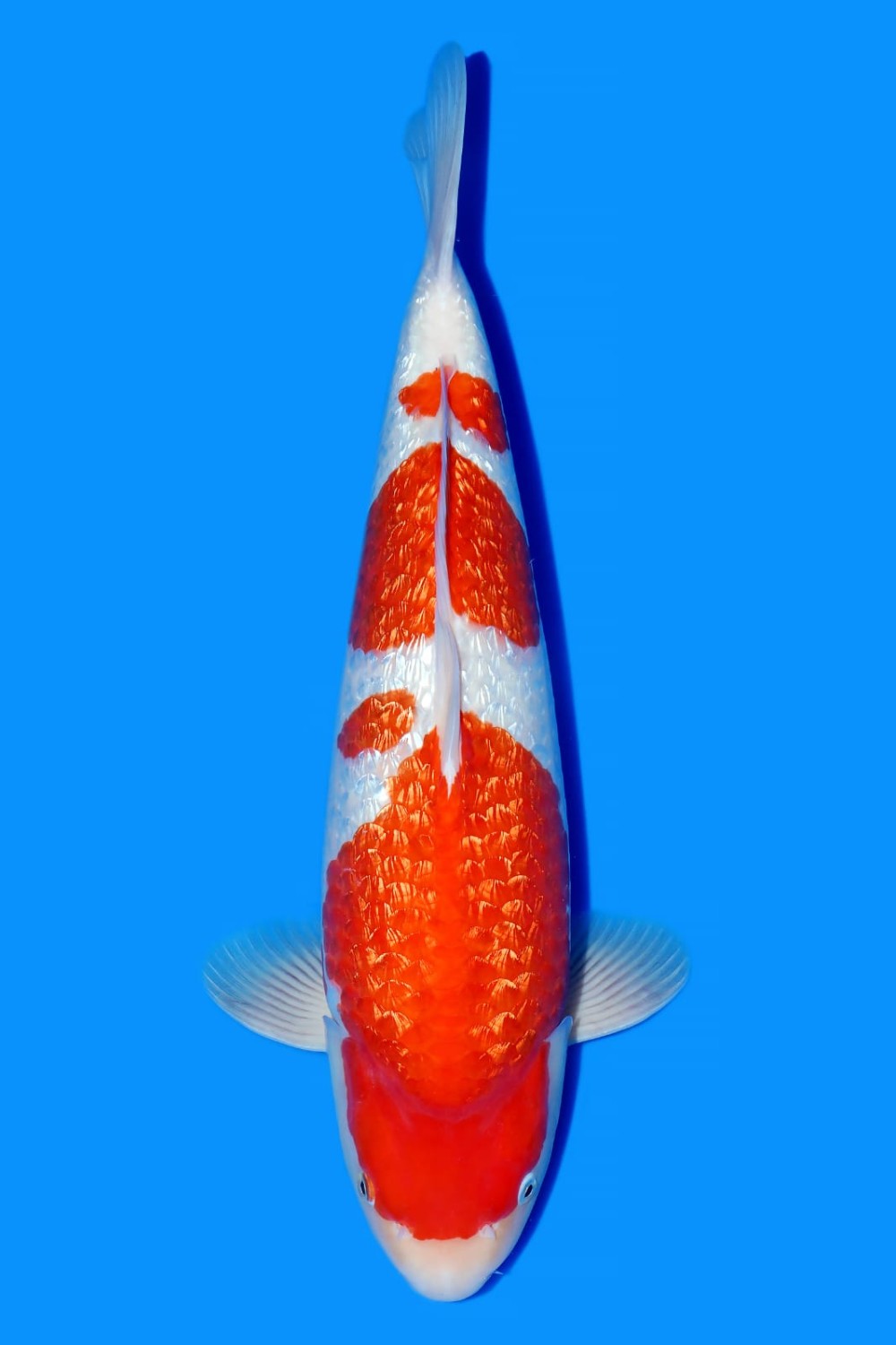 Best In Size B, 46 - 50 cm