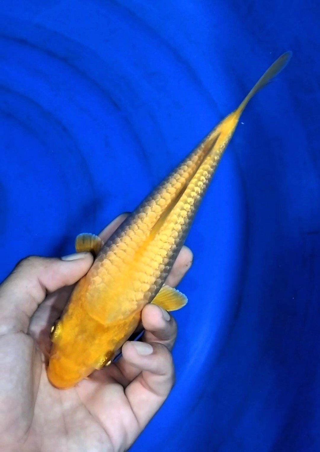 Juara 2