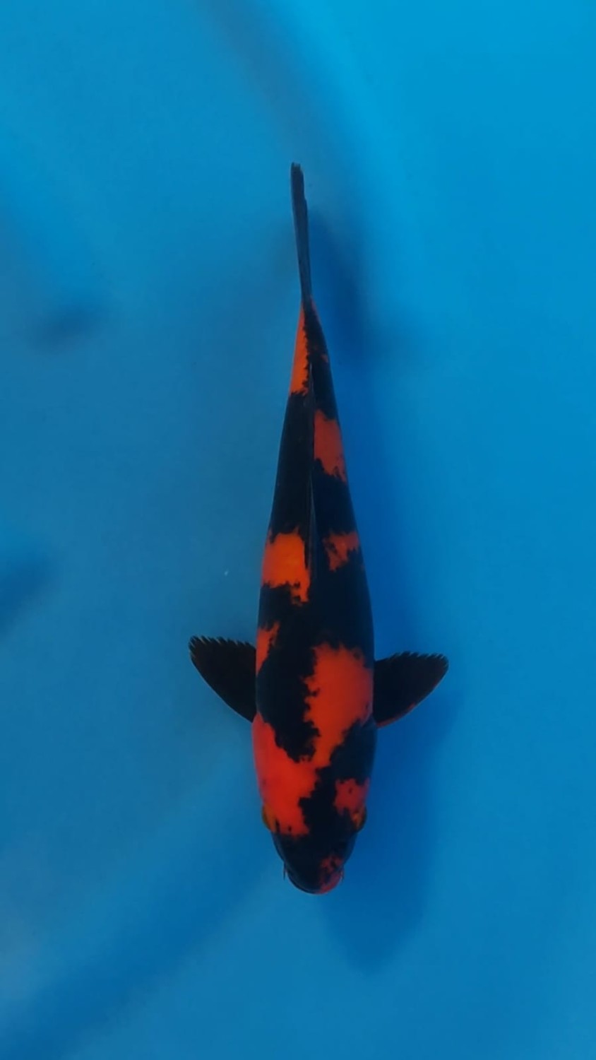 Juara 1