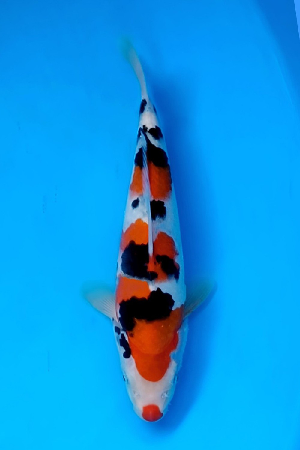 Juara 5