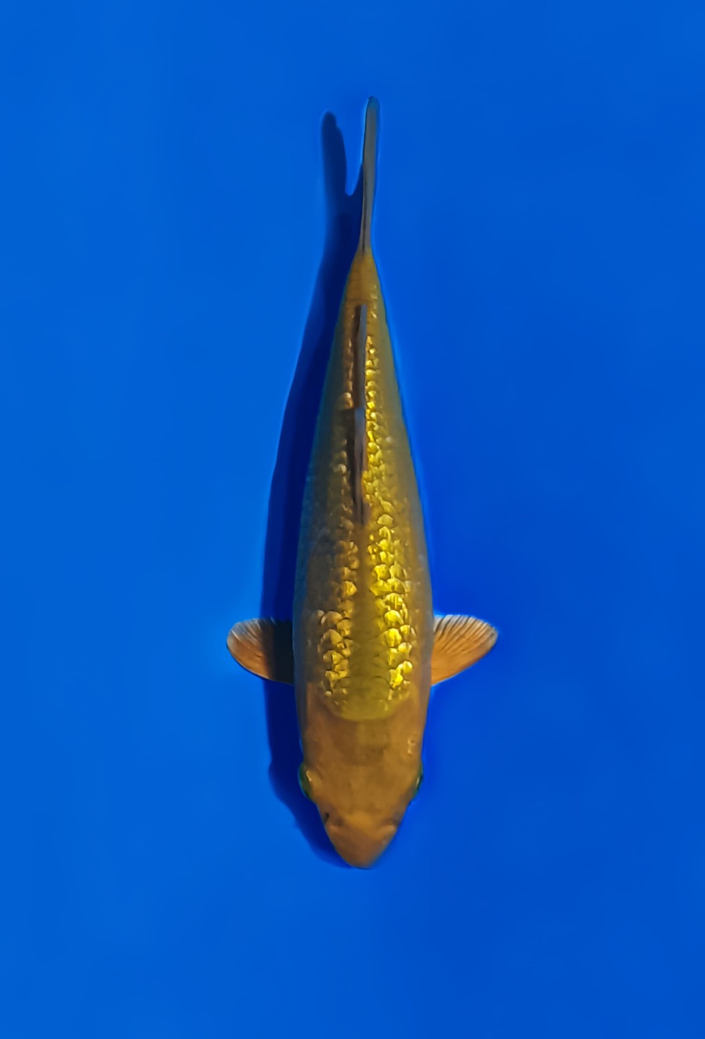 Juara 3