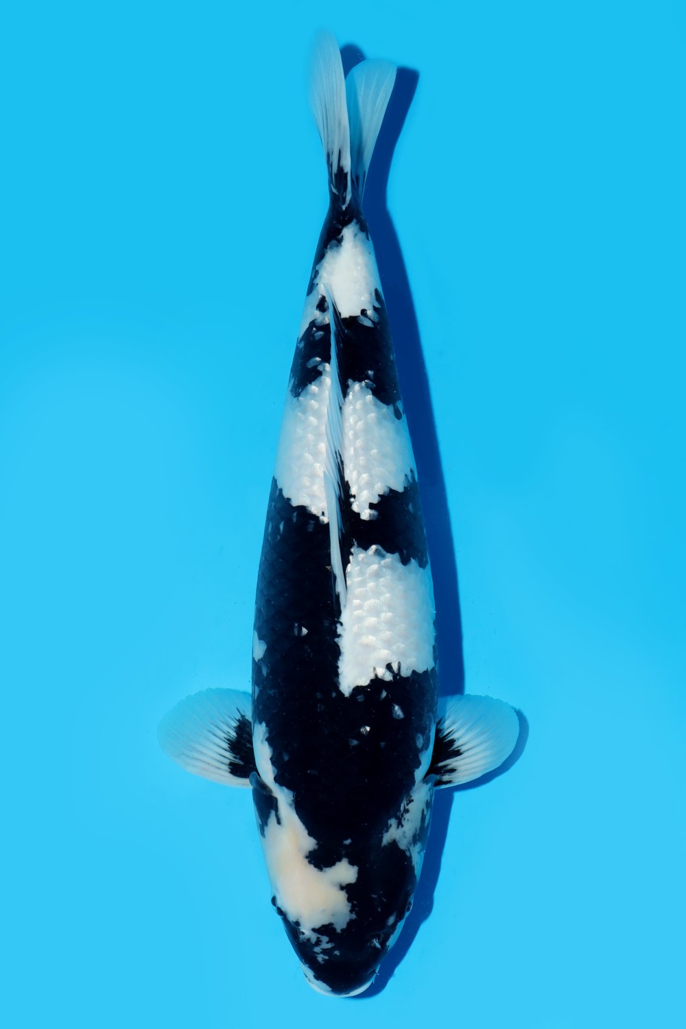Best In Size C, 51 - 55 cm