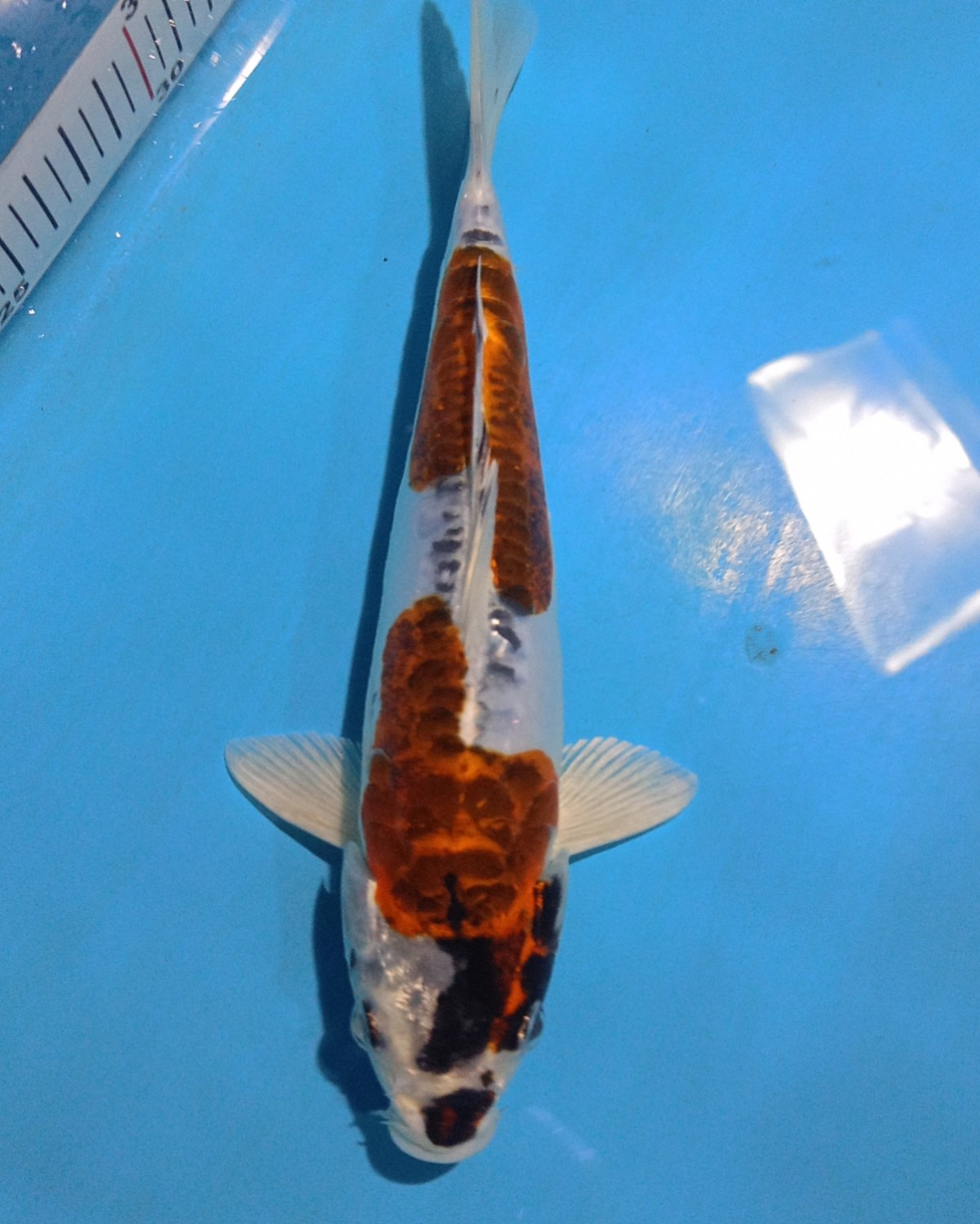 Juara 3