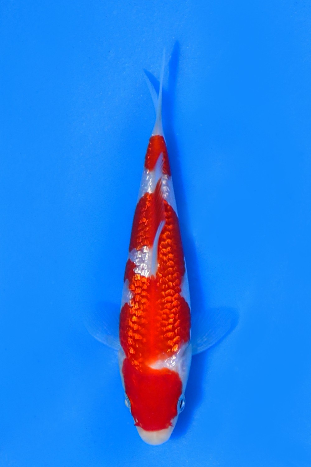 Juara 4
