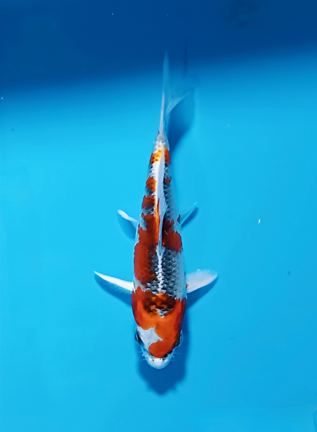 Juara 1