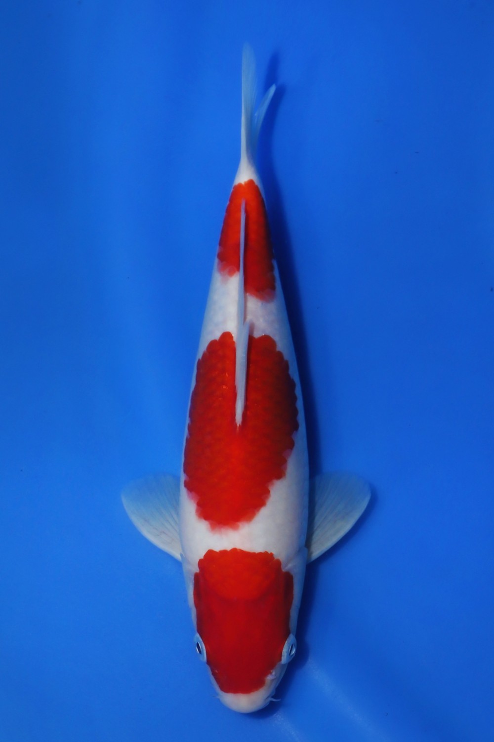 Juara 2