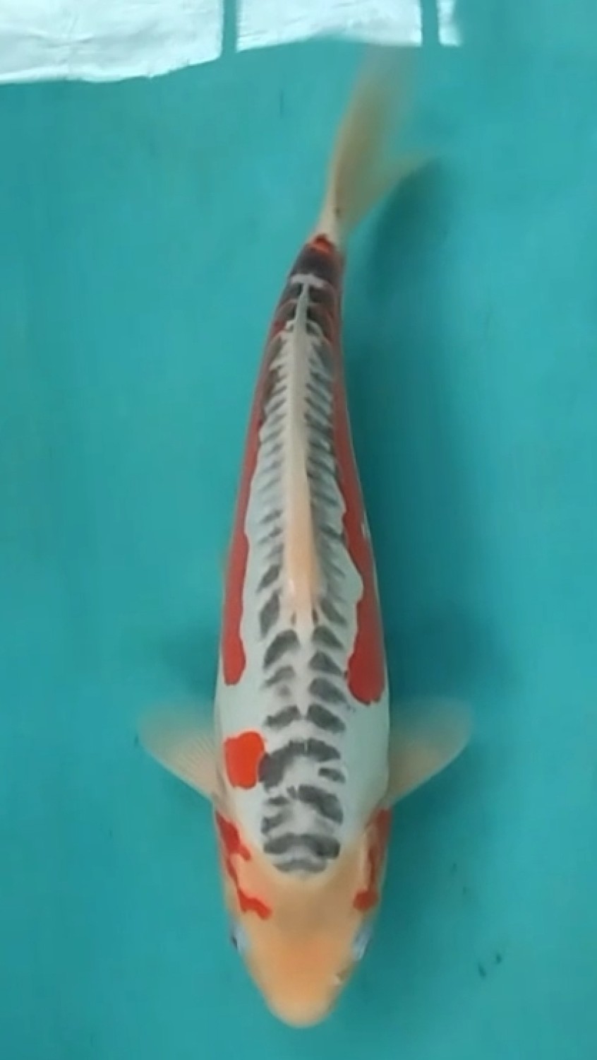 Juara 1