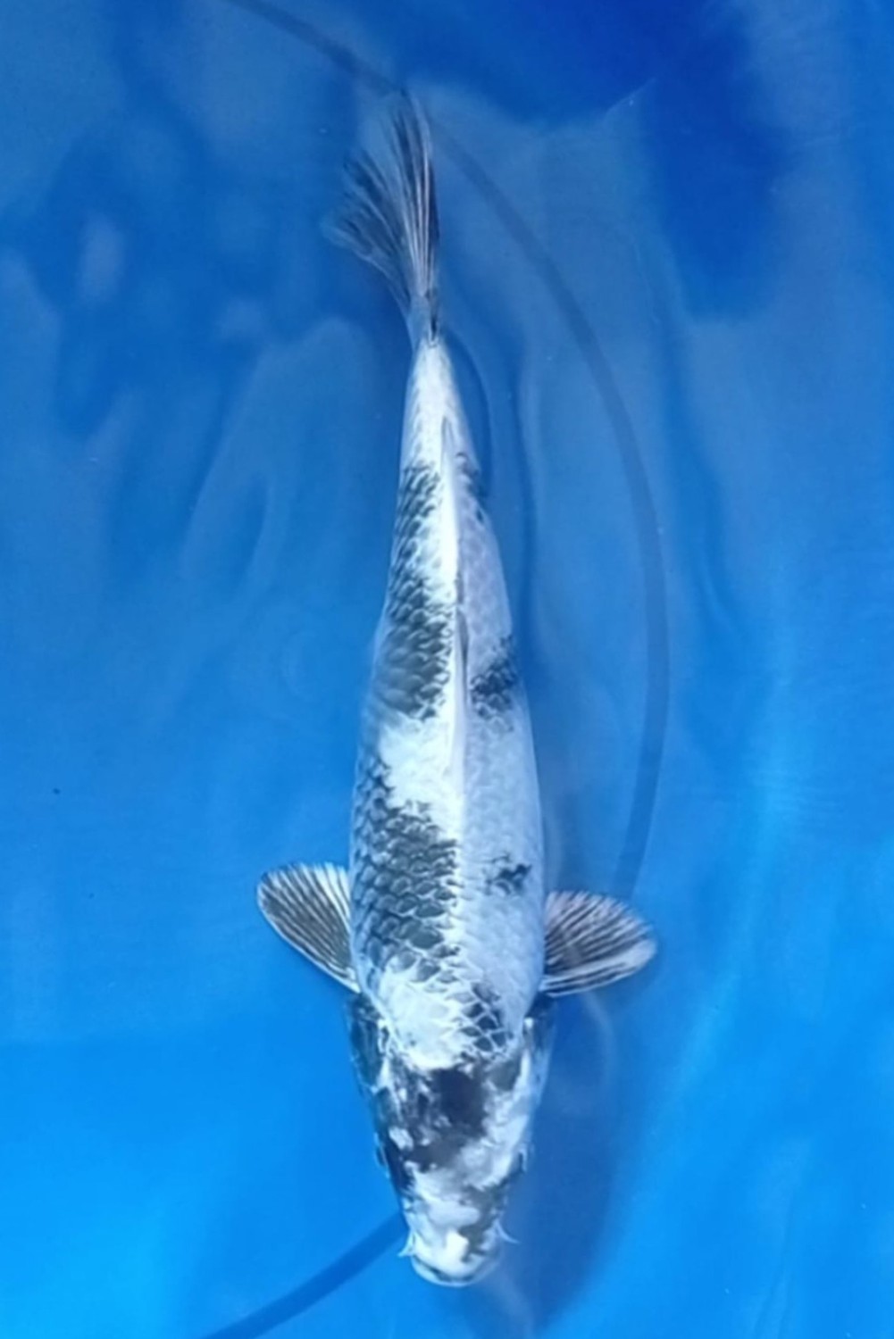 Juara 2