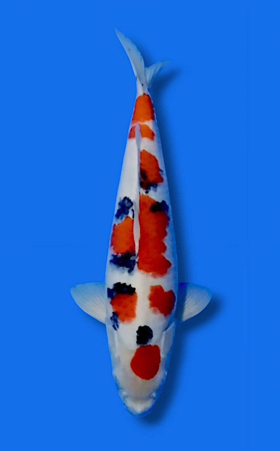Juara 3