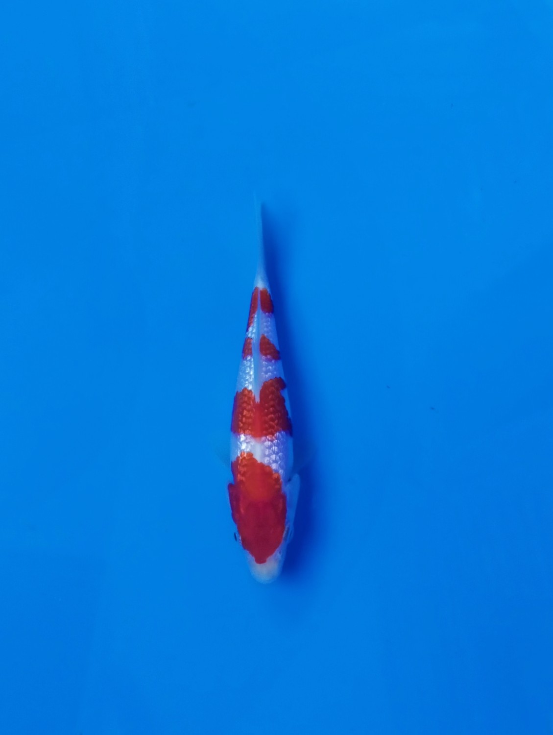 Best In Size B, 13 - 15 cm