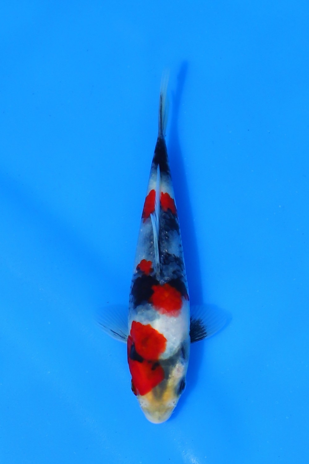 Juara 1