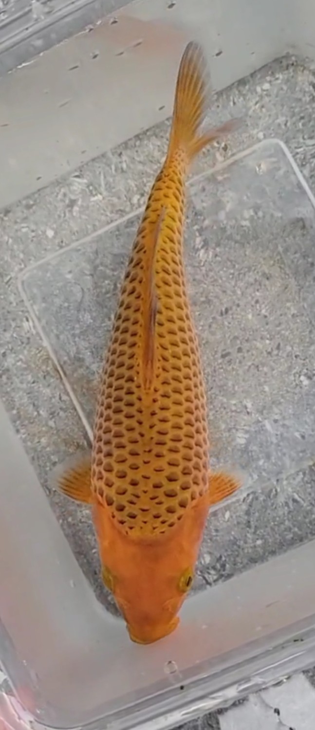 Juara 1