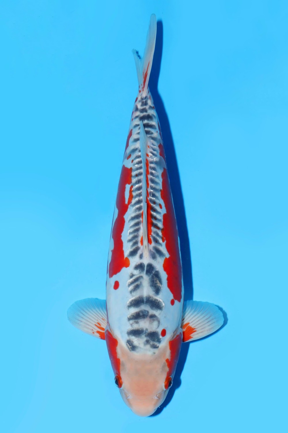 Juara 5