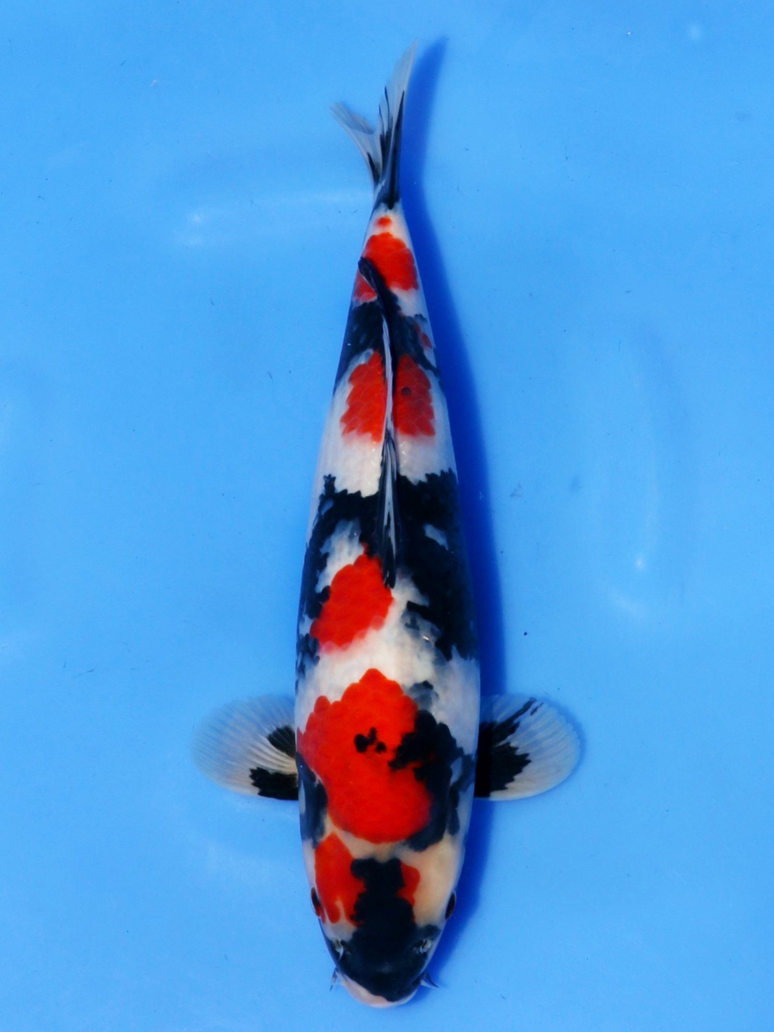 Best In Size A, 51 - 55 cm