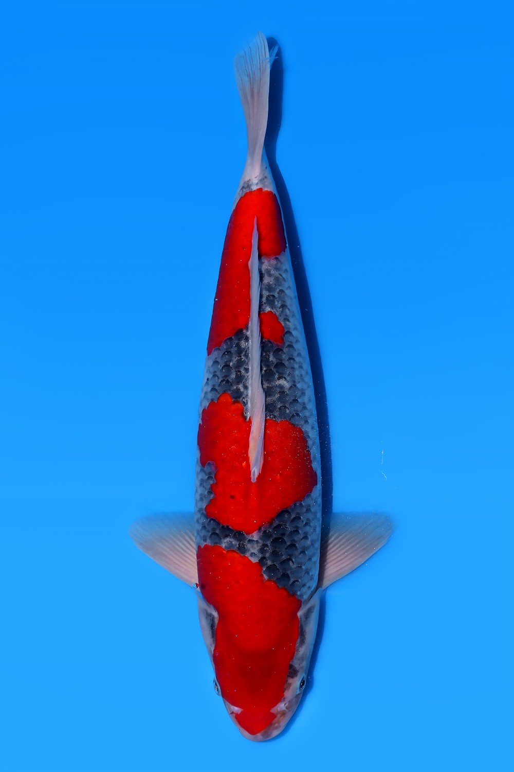 Juara 1
