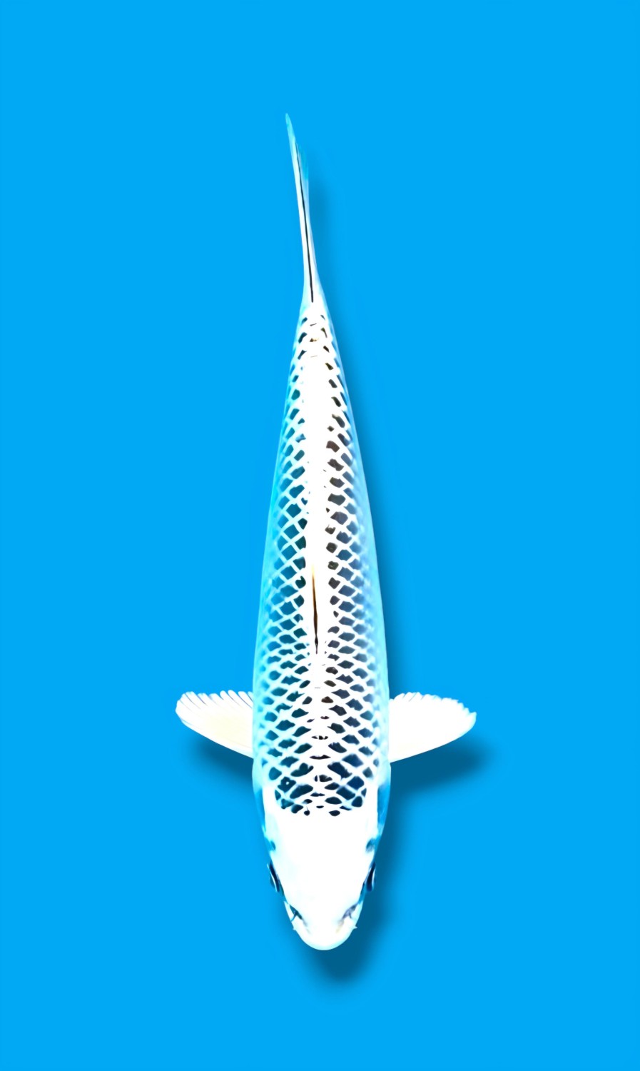 Juara 3