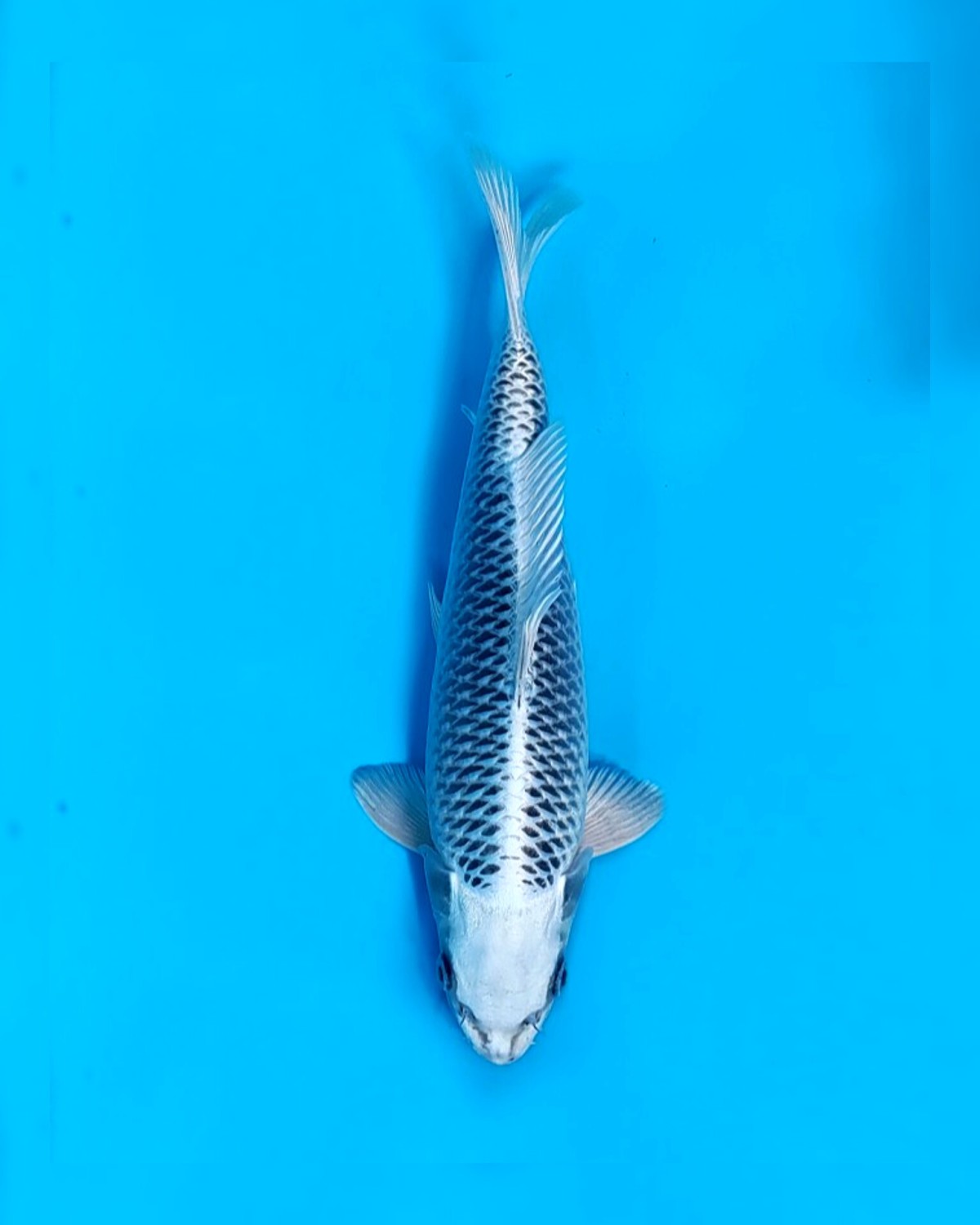 Juara 1
