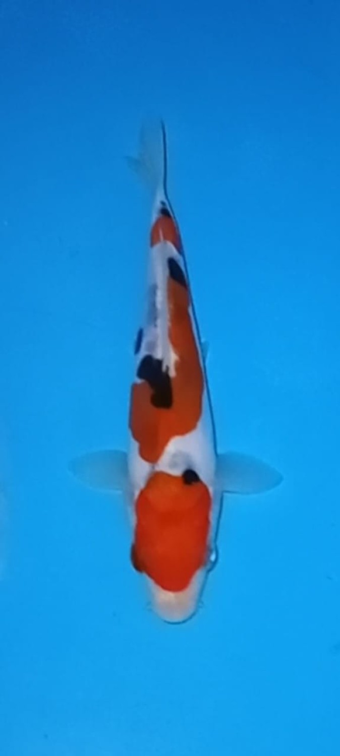 Juara 5