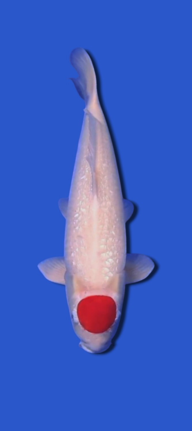 Juara 5