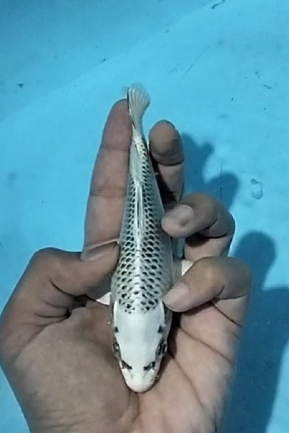 Juara 4
