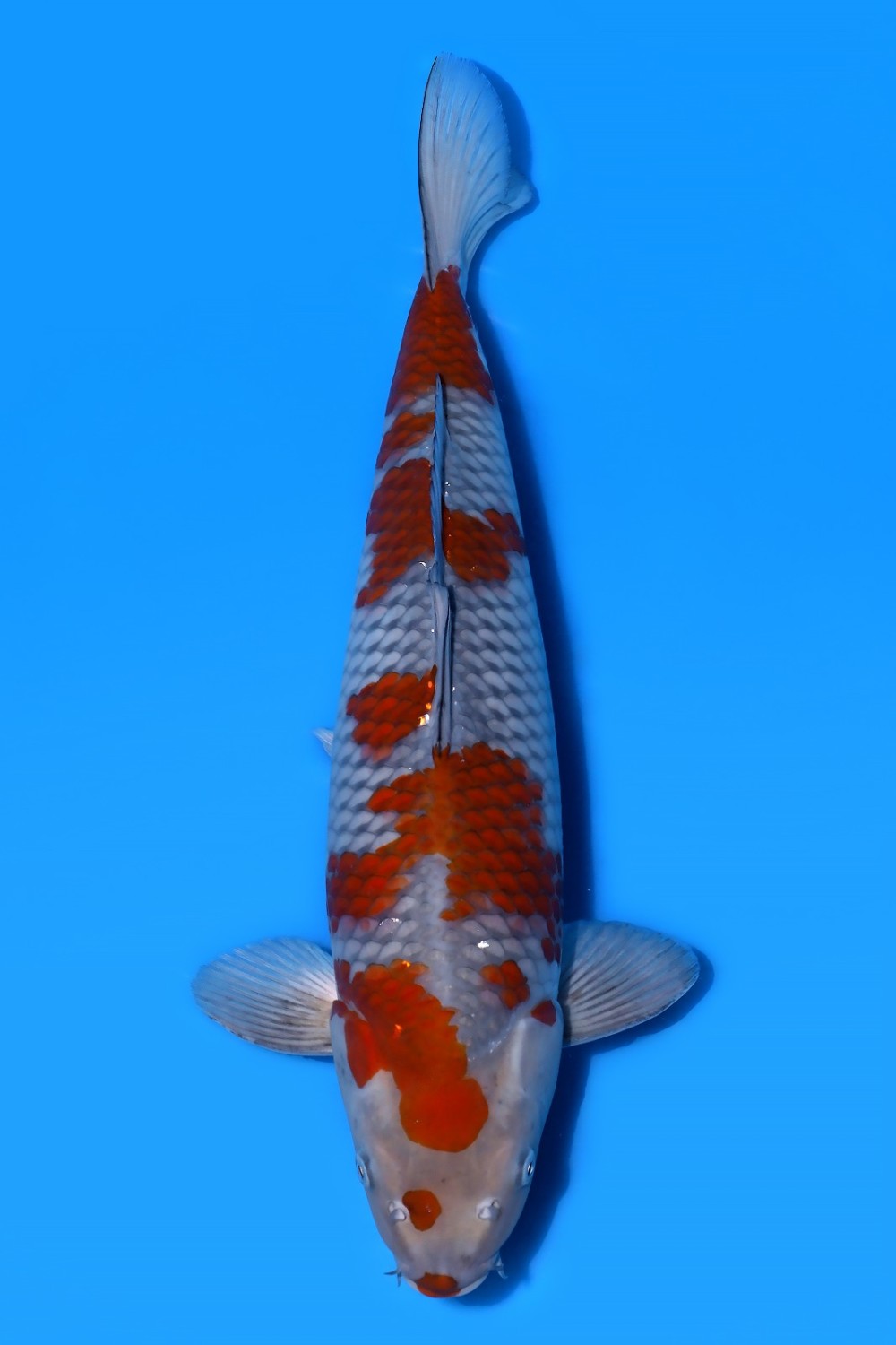 Juara 1