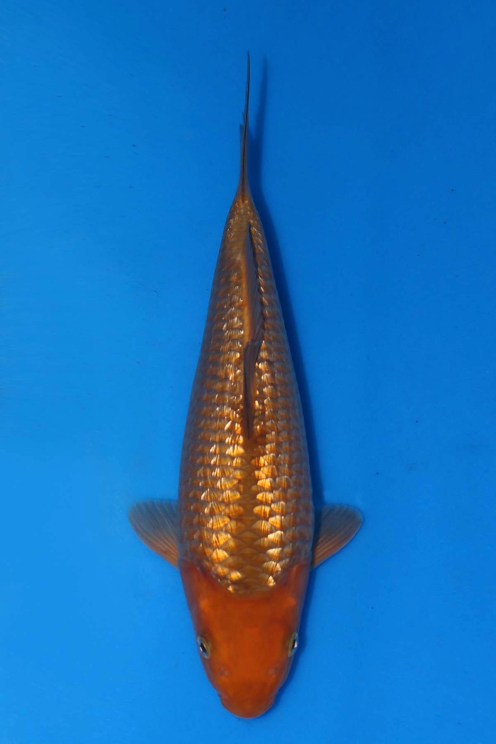 Juara 2