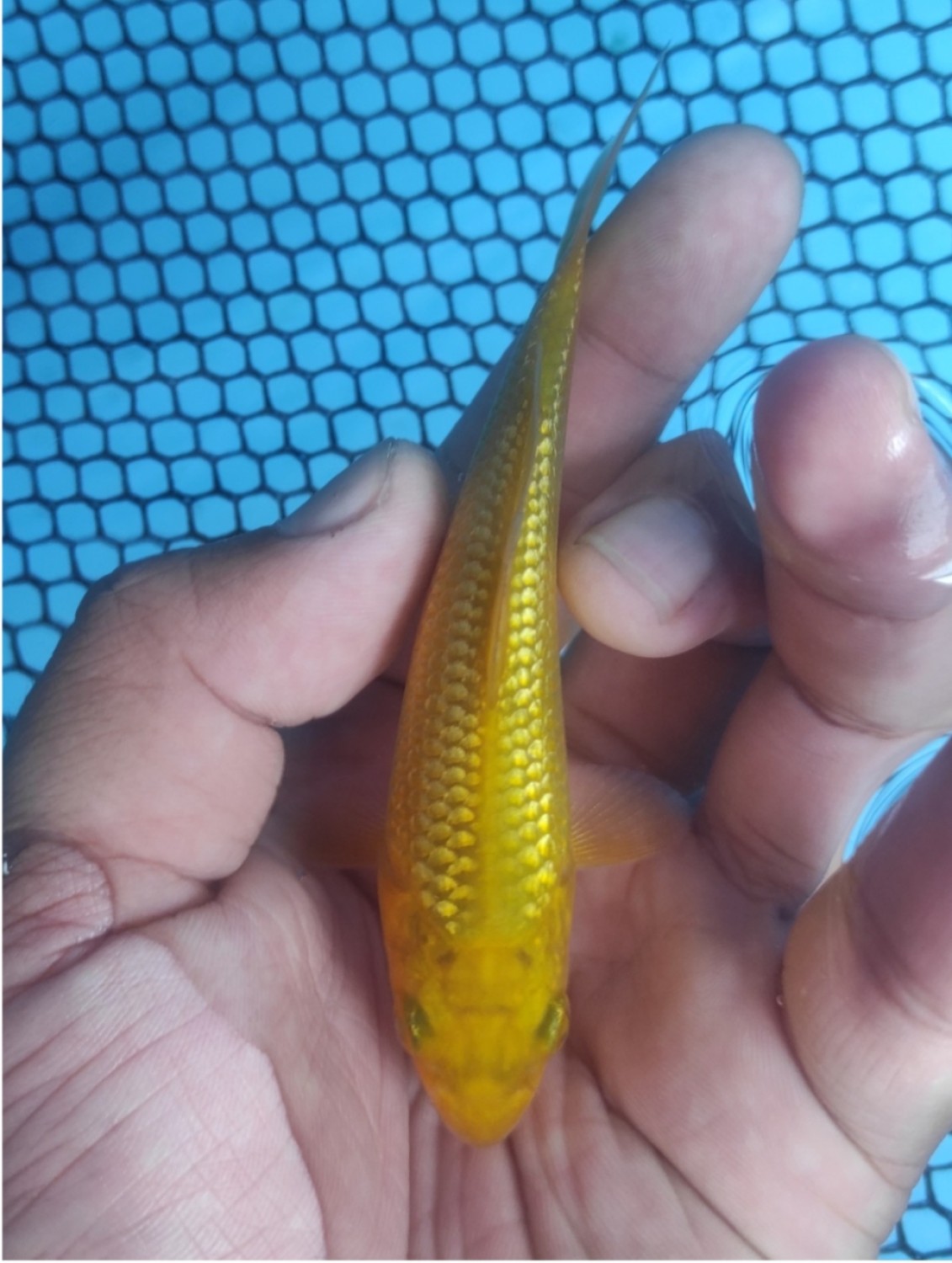 Juara 4