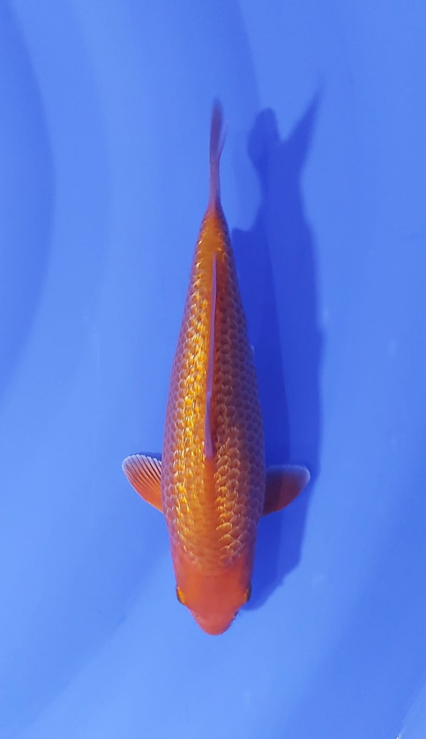 Juara 3