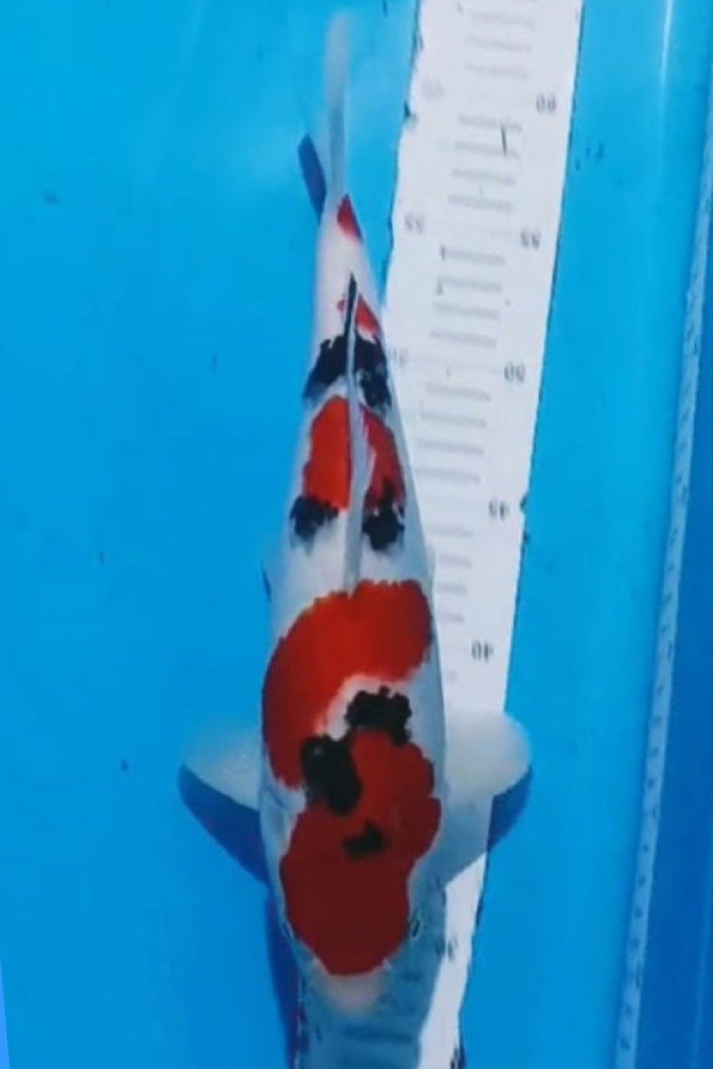 Juara 3