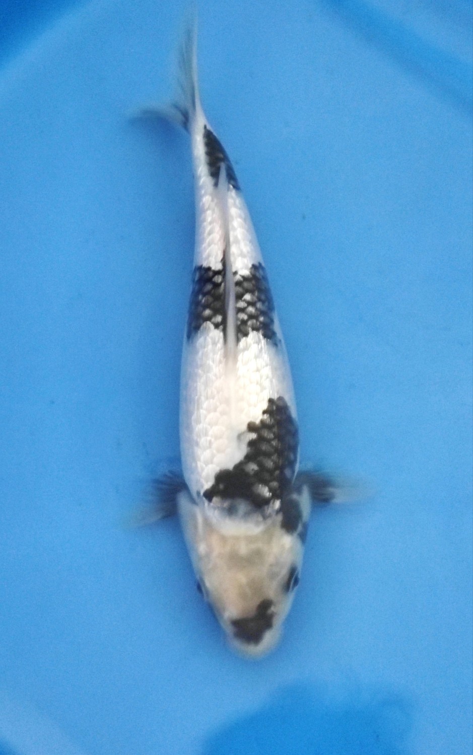 Juara 2