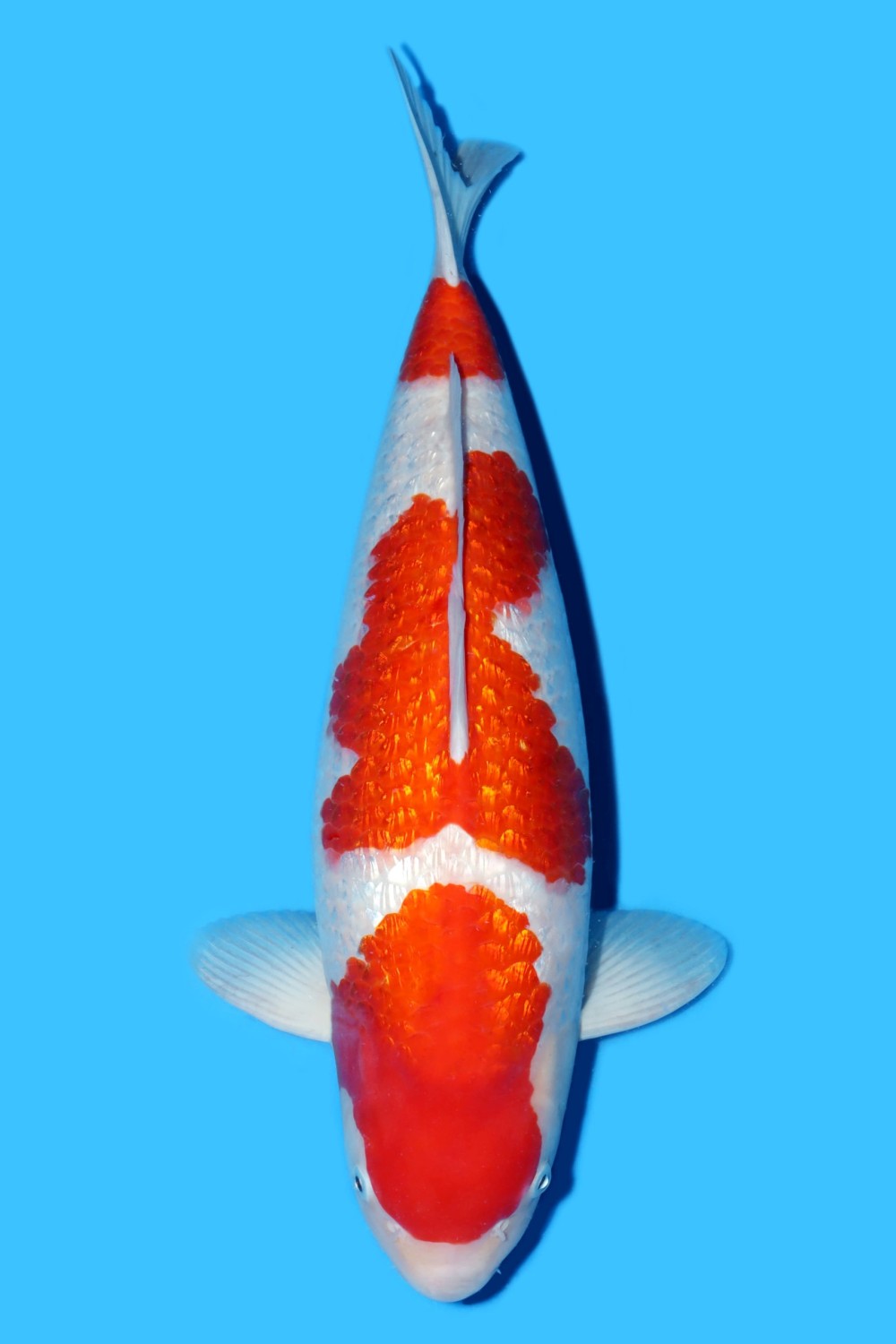 Juara 1