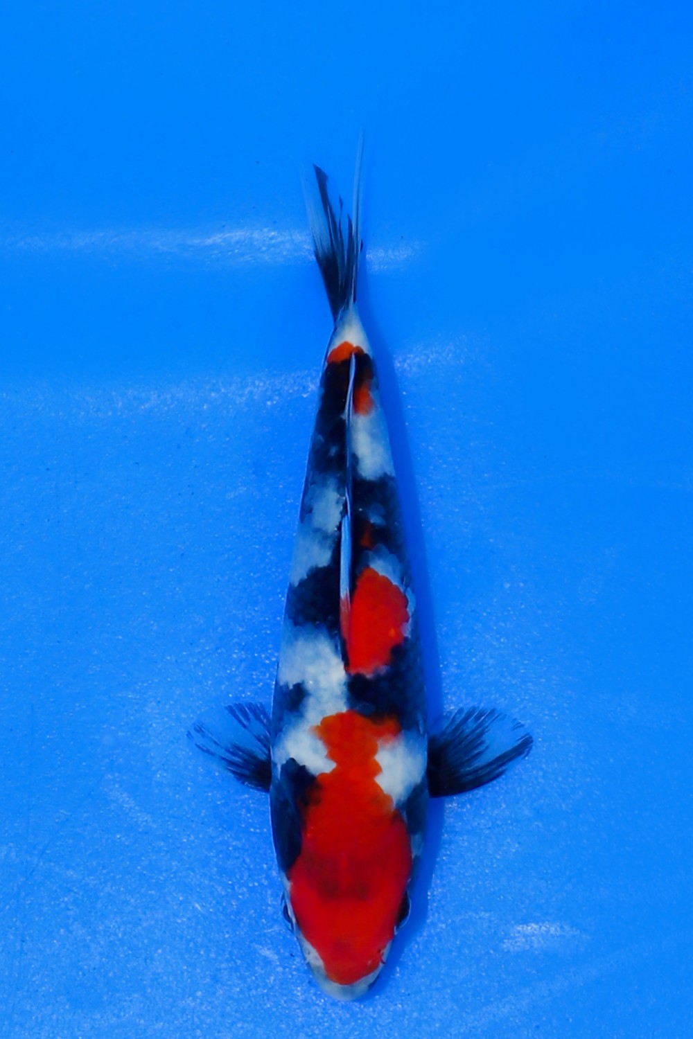 Juara 2