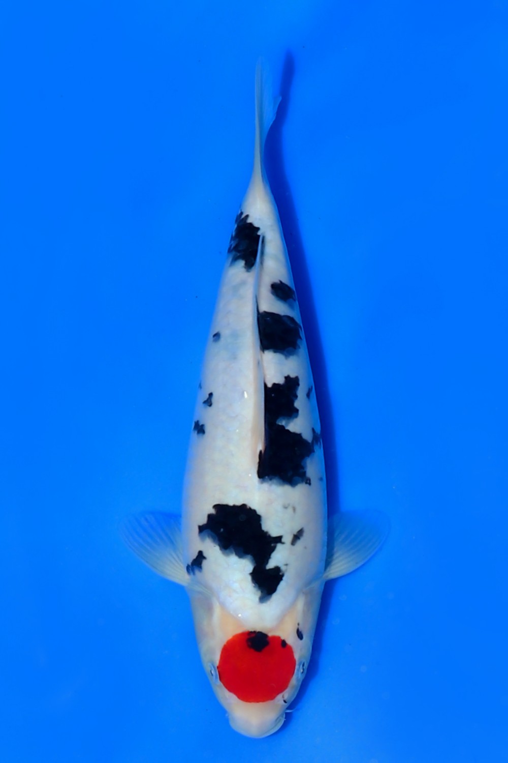Juara 1